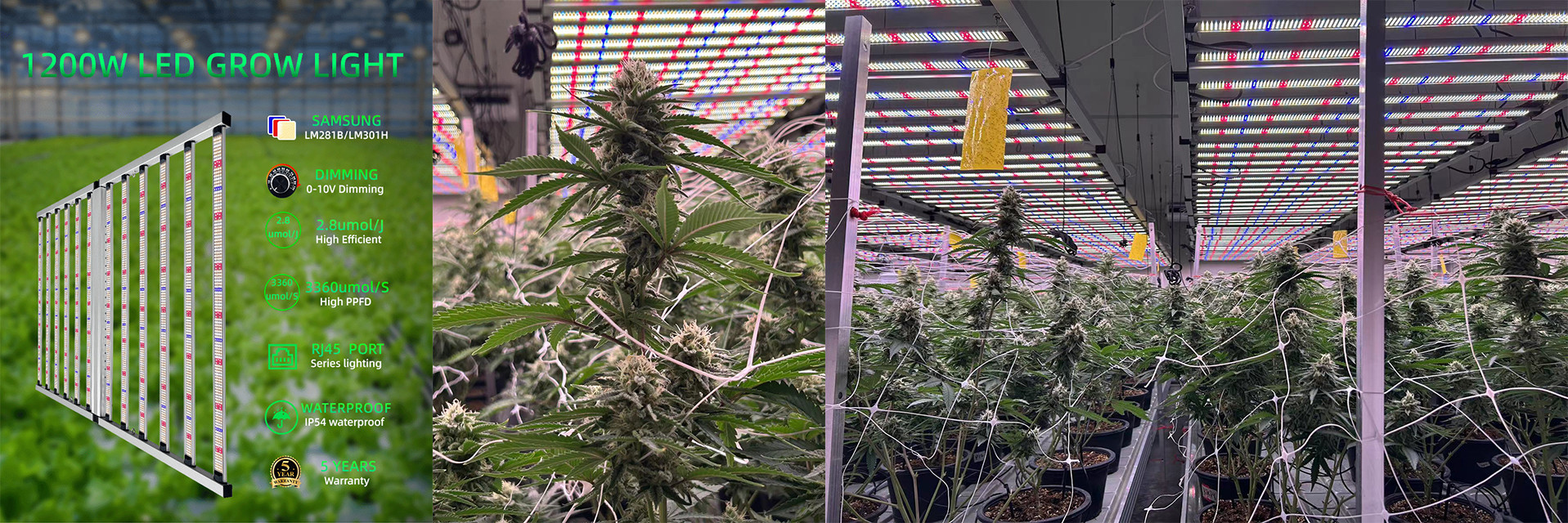 quality Full Spectrum LED Grow Light factory